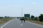 Lac Hora � Awasa - Sur l?autoroute