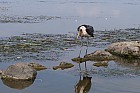 Lac Hora � Awasa - Marabout