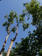 Réjaumont - Palombire