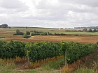 Valence-sur-Baïse - Vigne et soja