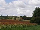 Valence-sur-Baïse - Champ de sorgho