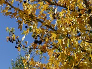 La Romieu - Liquidambar