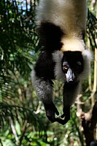 Lémuriens - Vari noir et blanc, Varecia variegata