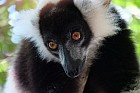 Lémuriens - Vari noir et blanc, Varecia variegata