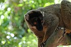 Lémuriens - Lemur fauve