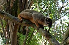 Lémuriens - Lemur fauve