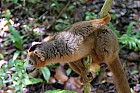 Lémuriens - Eulemur Rufifrons