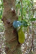 Lémuriens - Jacquier