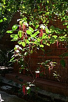 Lémuriens - Acalypha Queue Chat