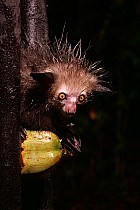 Lémuriens - Aye Aye