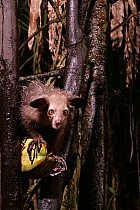 Lémuriens - Aye Aye