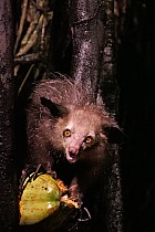 Lémuriens - Aye Aye