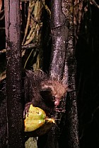 Lémuriens - Aye Aye