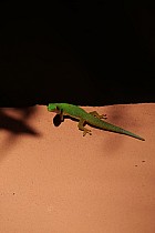 Île Sainte-Marie, Ambodifototra -  