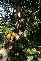 Île Sainte-Marie, cte Est - Jacquier