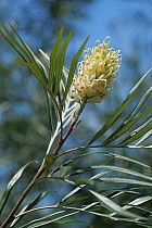 Île aux Nattes - Grevillea