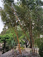 Katmandou, ruelles (tole) et temples - Jardin des rves