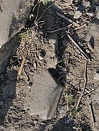 trekking de Gatlang (2300 m) au col (3750 m) et Somdang (3270 m) - Pierre � forme de visage