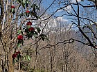 trekking de Gatlang (2300 m) au col (3750 m) et Somdang (3270 m) - Rhododendron