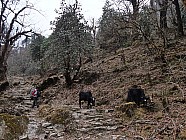 trekking de Somdang (3270 m) � Tipling (2100m) par un col � 3900 m - 