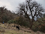 trekking de Somdang (3270 m) � Tipling (2100m) par un col � 3900 m - 