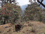 trekking de Somdang (3270 m) � Tipling (2100m) par un col � 3900 m - 