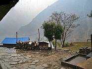 trekking de Tipling � Chalish Gaon (1700m) � 3h / +250 / -600 - 