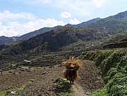 trekking de Chalish Gaon (1700m)  Darkah Gaon - 