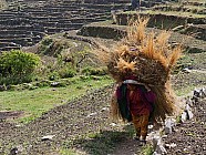 trekking de Chalish Gaon (1700m)  Darkah Gaon - 