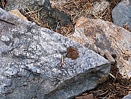 Pierres en forme de visages et papillons - 