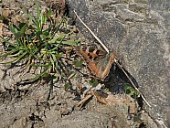 Pierres en forme de visages et papillons - 