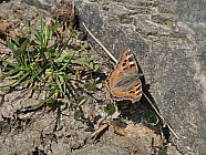 Pierres en forme de visages et papillons - 