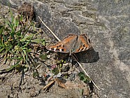 Pierres en forme de visages et papillons - 