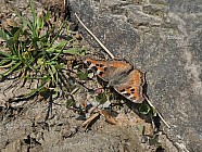 Pierres en forme de visages et papillons - 