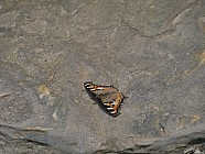 Pierres en forme de visages et papillons - 