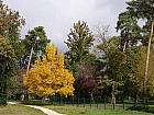Bordeaux, parc de Bourran - Noyer d'Amrique