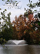 Bordeaux, parc de Bourran - Liquidambars, rouges  l'automne