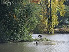 Bordeaux, parc de Bourran - Cormorans