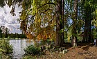Bordeaux, parc de Bourran - Cyprs chauve