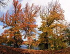 Bordeaux, parc de Bourran - Liquidambars, rouges  l'automne