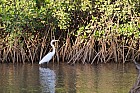 Somone : oiseaux - Grande Aigrette devant la mangrove Avicennia marina