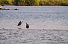 Oiseaux de Sine Saloum - Aigrette des rcifs  gauche