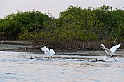 Oiseaux de Sine Saloum - Aigrette garzette