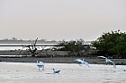 Oiseaux de Sine Saloum - Aigrette garzette