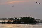 Oiseaux de Sine Saloum - 