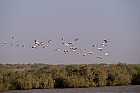 Oieaux du parc de Djoudj - Plicans blancs