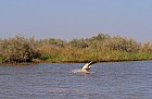 Oieaux du parc de Djoudj - Plicans blancs