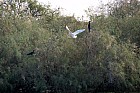 Oieaux du parc de Djoudj - Aigrette et grand cormoran