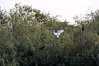 Oieaux du parc de Djoudj - Aigrette et grand cormoran