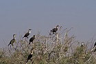 Oieaux du parc de Djoudj - Grands cormorans